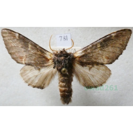 Notodonta dromedarius (Linnaeus, 1767) male Garbatka dromaderka Czech78l